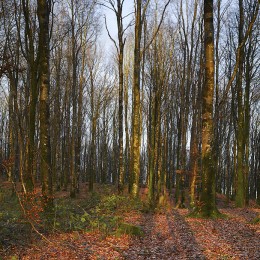 Image of Mullaghmeen Forest